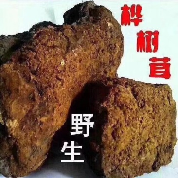 俄罗斯白桦茸：降三高治疗糖尿病