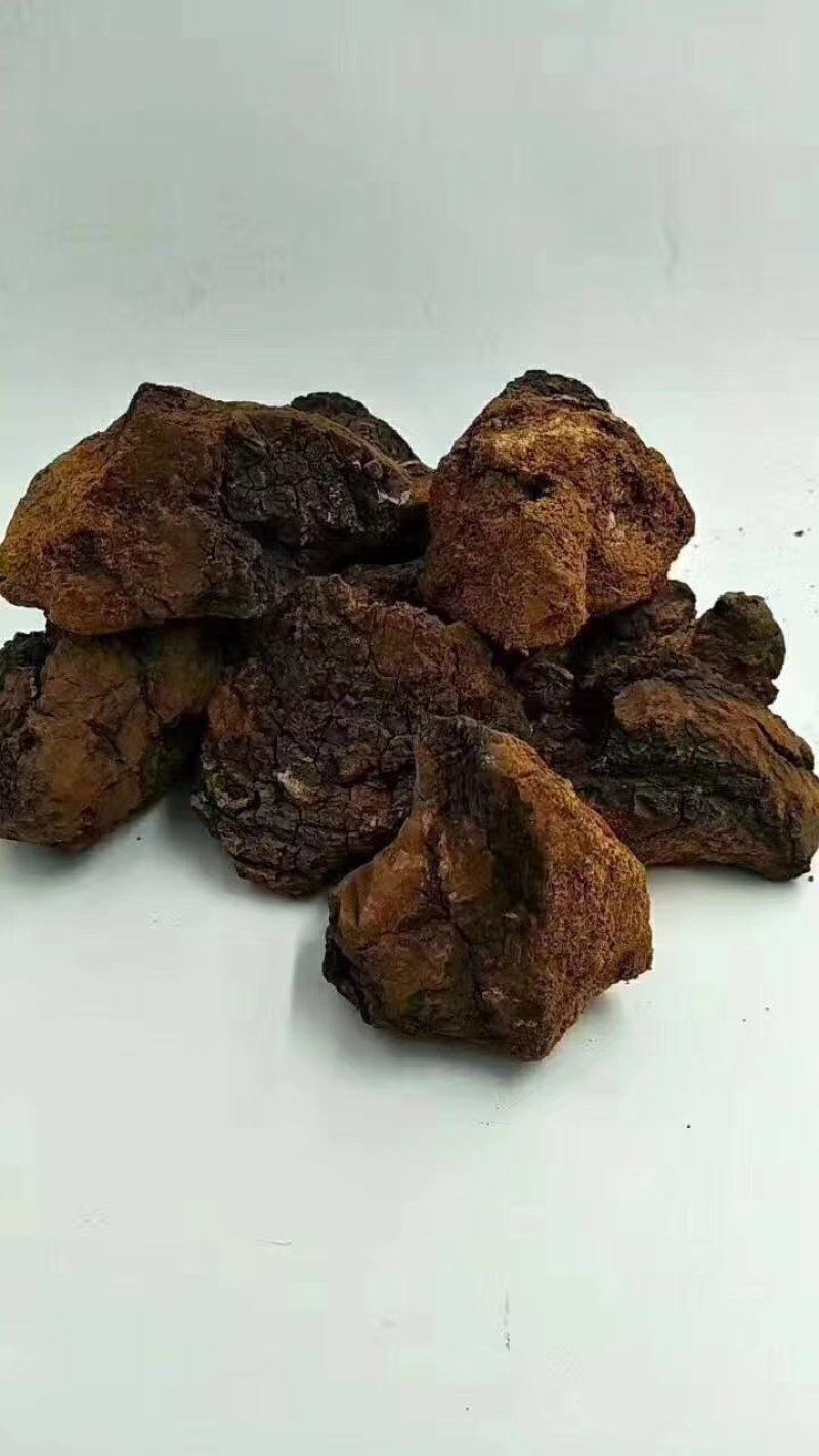 俄罗斯白桦茸：降三高治疗糖尿病
