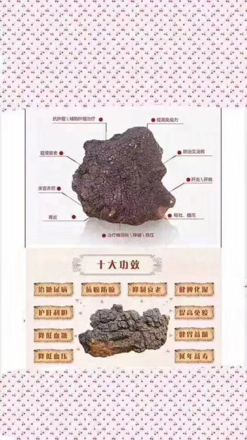 俄罗斯白桦茸：降三高治疗糖尿病
