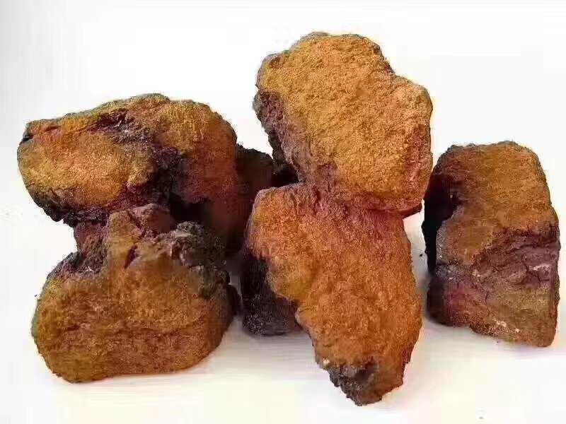 俄罗斯白桦茸：降三高治疗糖尿病