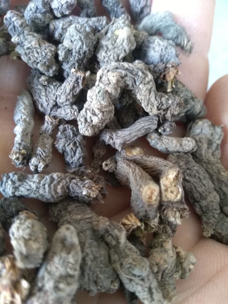 天葵子