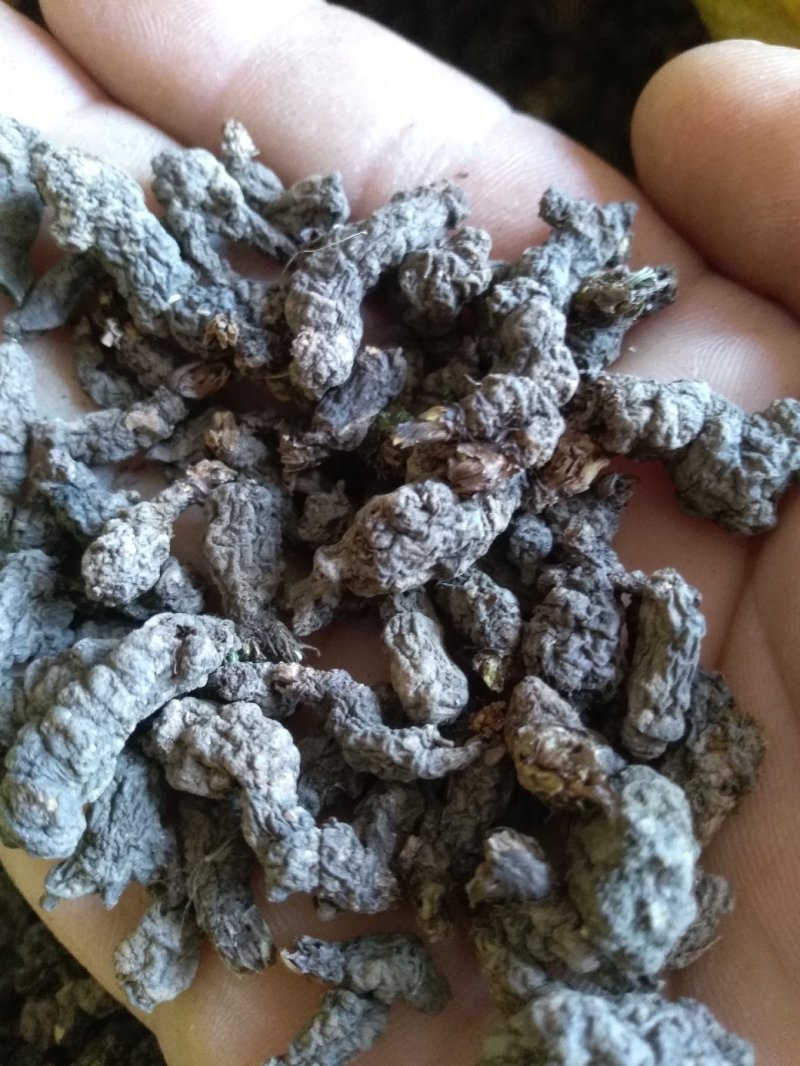 天葵子