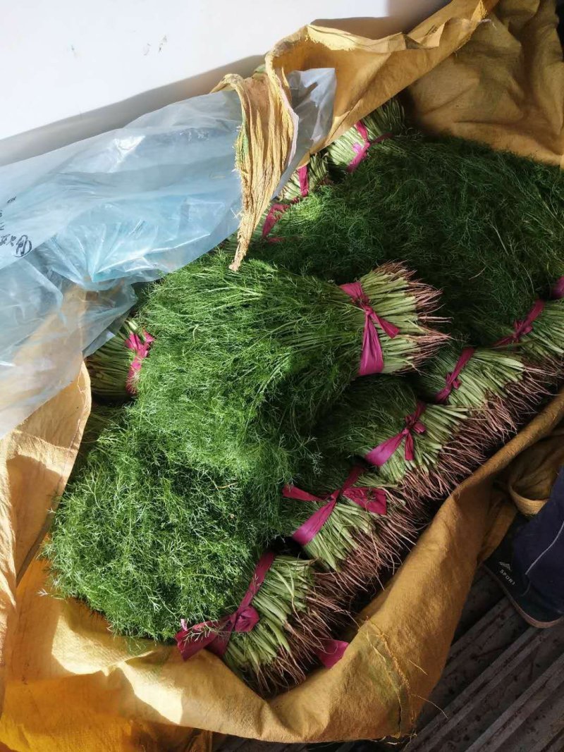 万亩茴香苗大量上市中需要的联系我