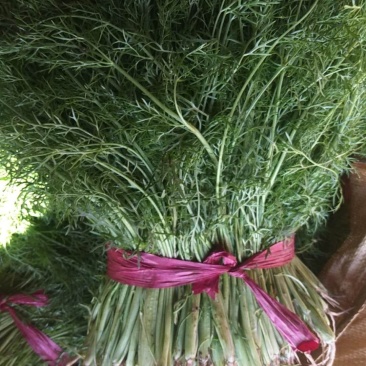 万亩茴香苗大量上市中需要的联系我