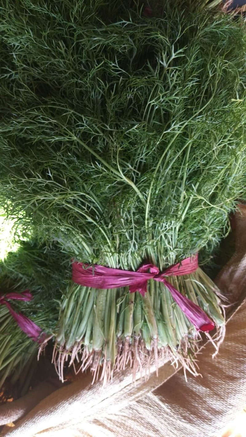万亩茴香苗大量上市中需要的联系我