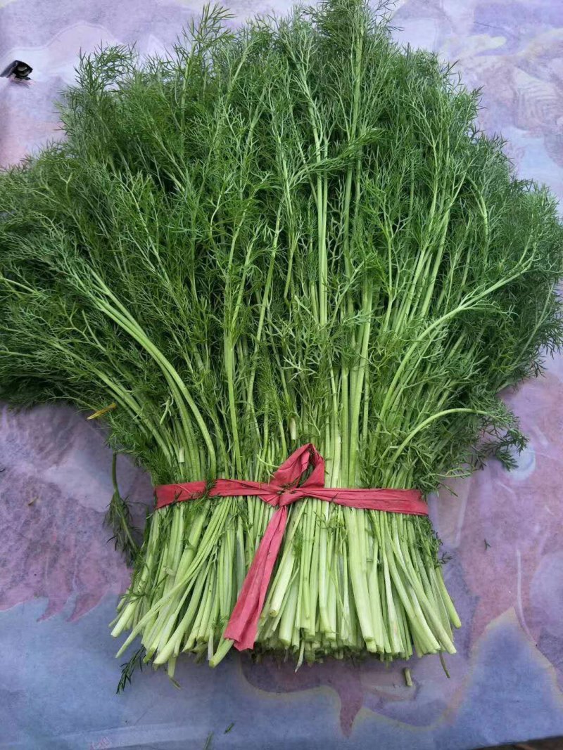 万亩茴香苗大量上市中需要的联系我