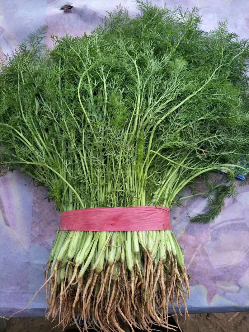 万亩茴香苗大量上市中需要的联系我
