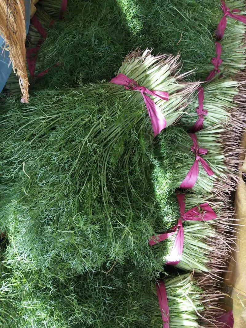 万亩茴香苗大量上市中需要的联系我