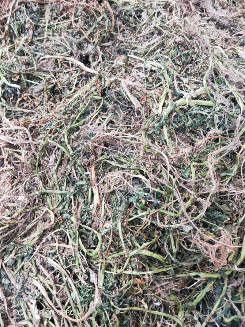 中药豆瓣菜/西洋菜干有需要的客户可以定制
