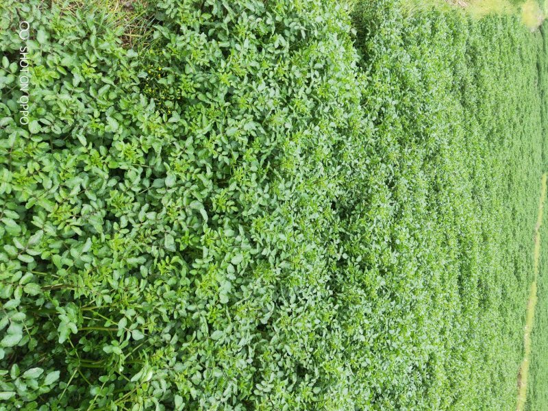 中药豆瓣菜/西洋菜干有需要的客户可以定制