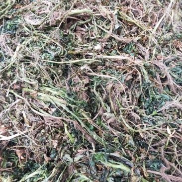 中药豆瓣菜/西洋菜干有需要的客户可以定制