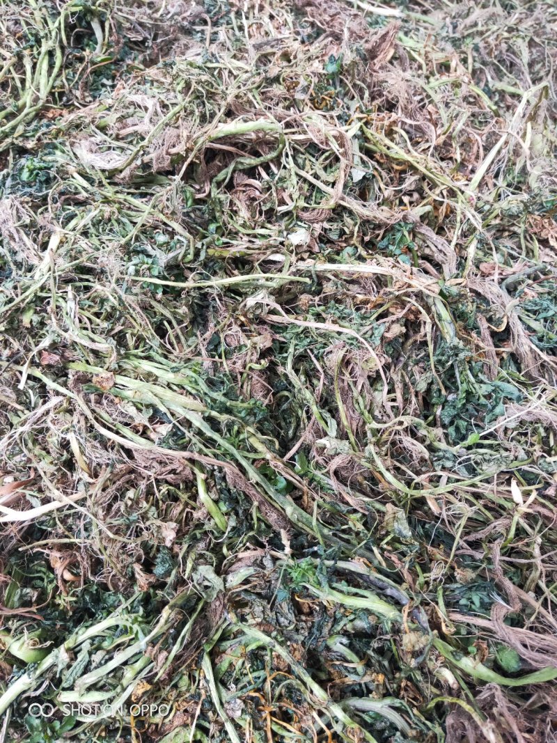 中药豆瓣菜/西洋菜干有需要的客户可以定制