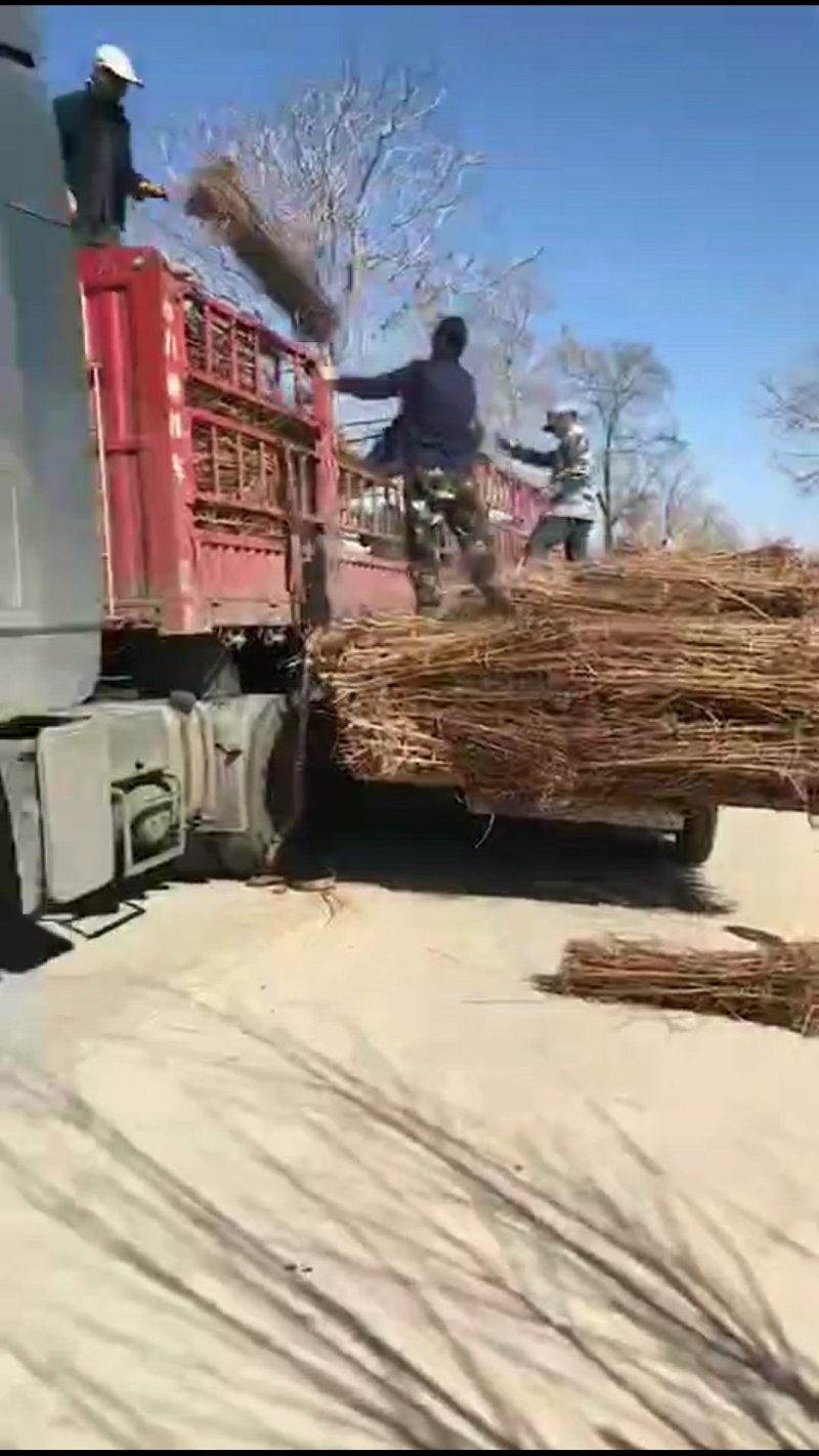 毛桃苗