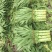 万亩莴苣已上市欢迎各地客商采购