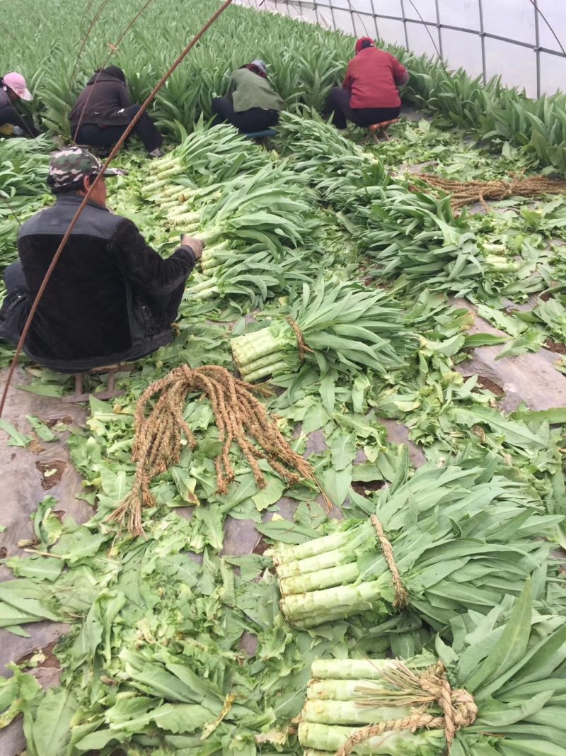 万亩莴苣已上市欢迎各地客商采购