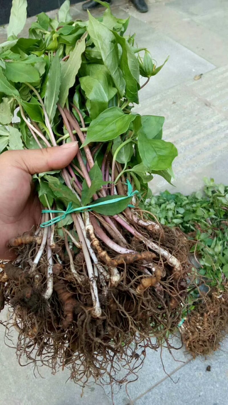 重楼苗