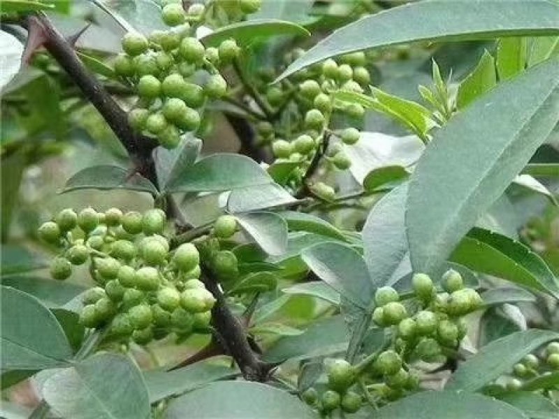 青花椒基地自种自销品质保证常年有货