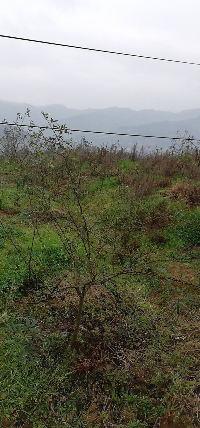 青花椒基地自种自销品质保证常年有货
