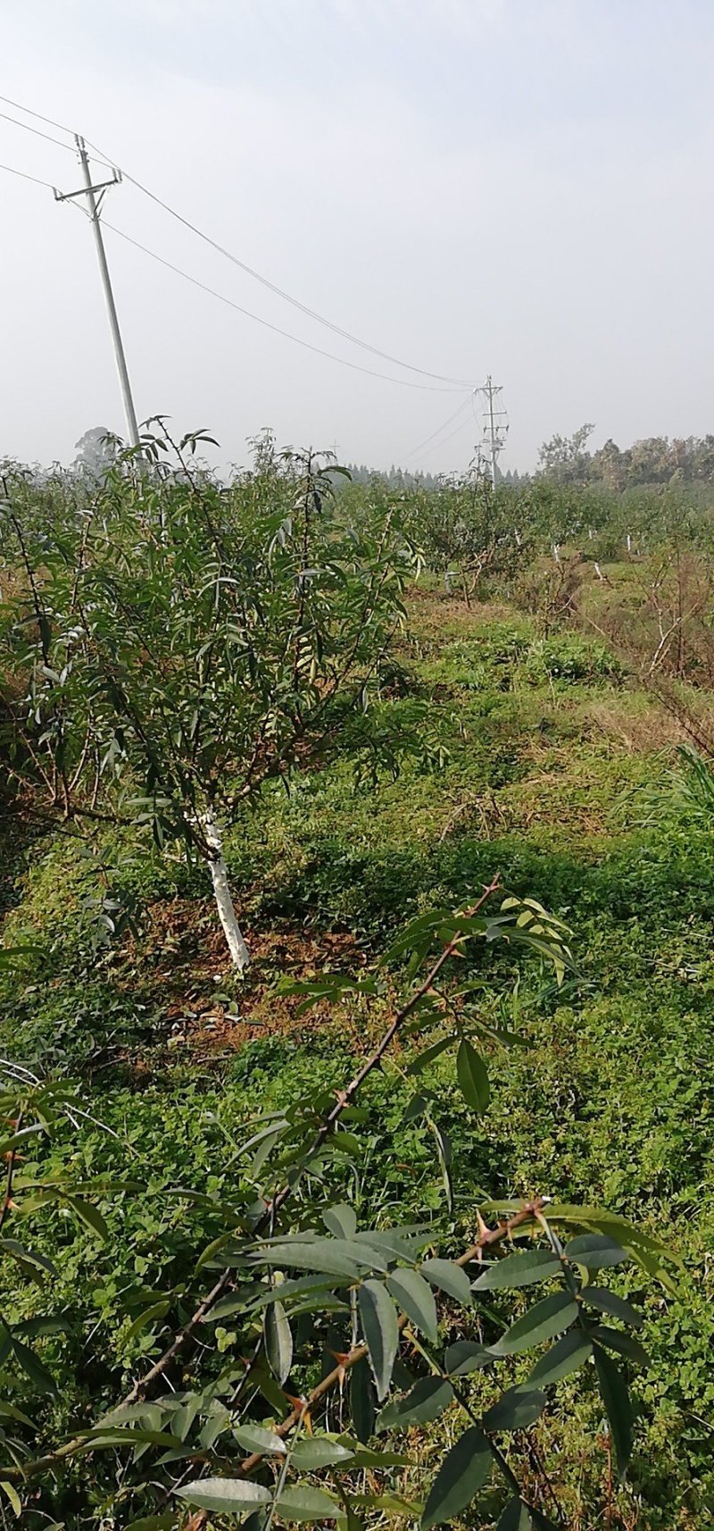 青花椒基地自种自销品质保证常年有货