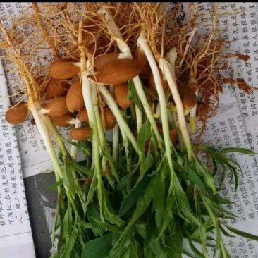毛桃树苗30cm以下