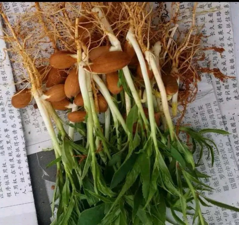 毛桃树苗30cm以下
