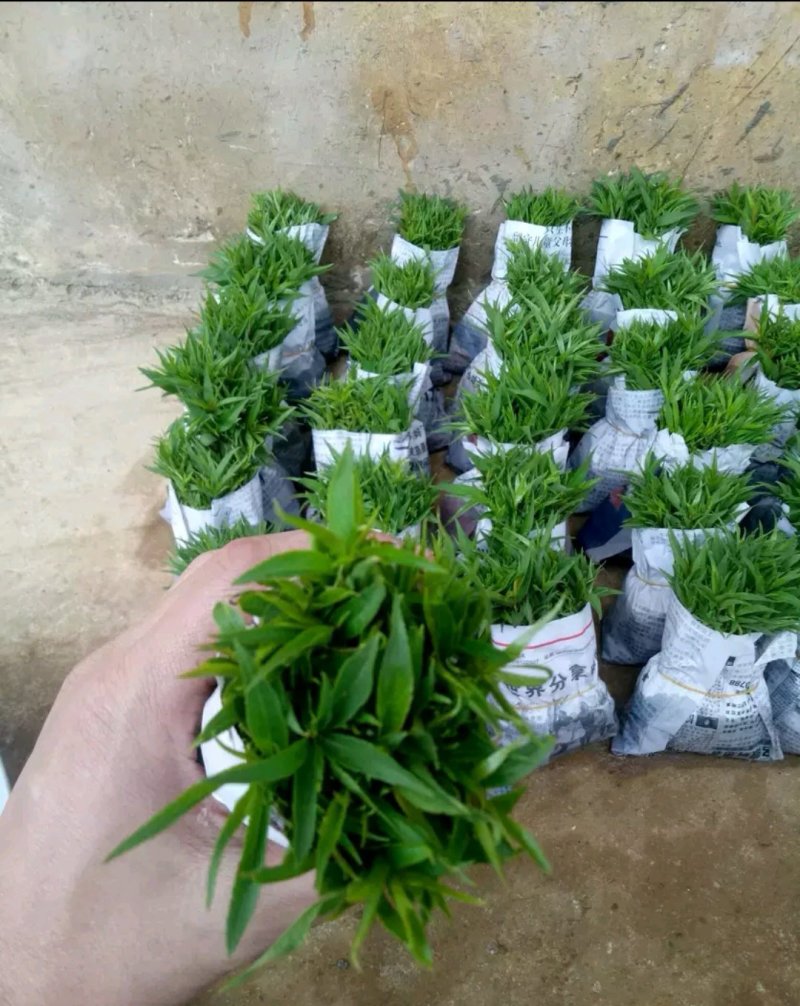 毛桃树苗30cm以下