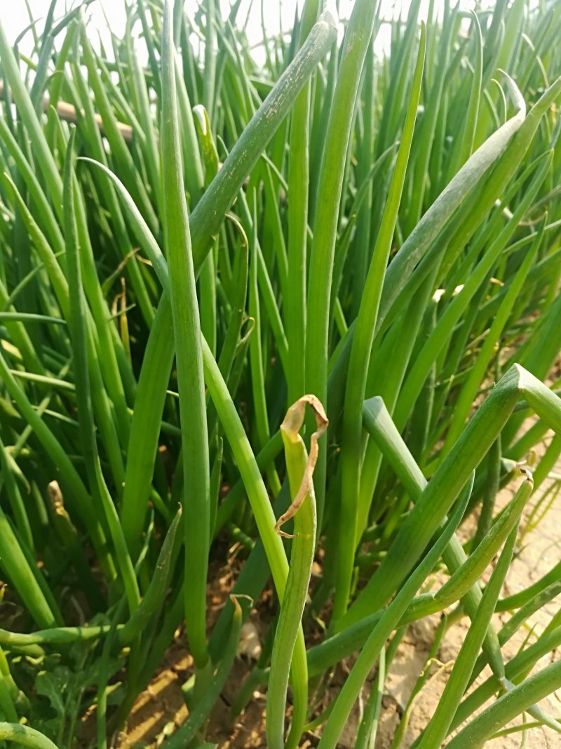 优质大葱苗