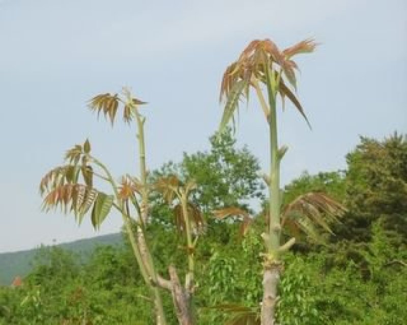 湘西香椿芽