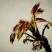 湘西香椿芽