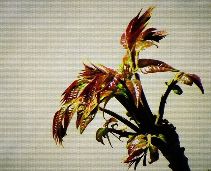 湘西香椿芽