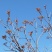 湘西香椿芽