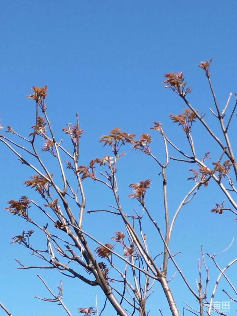 湘西香椿芽