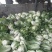 兰陵大白菜