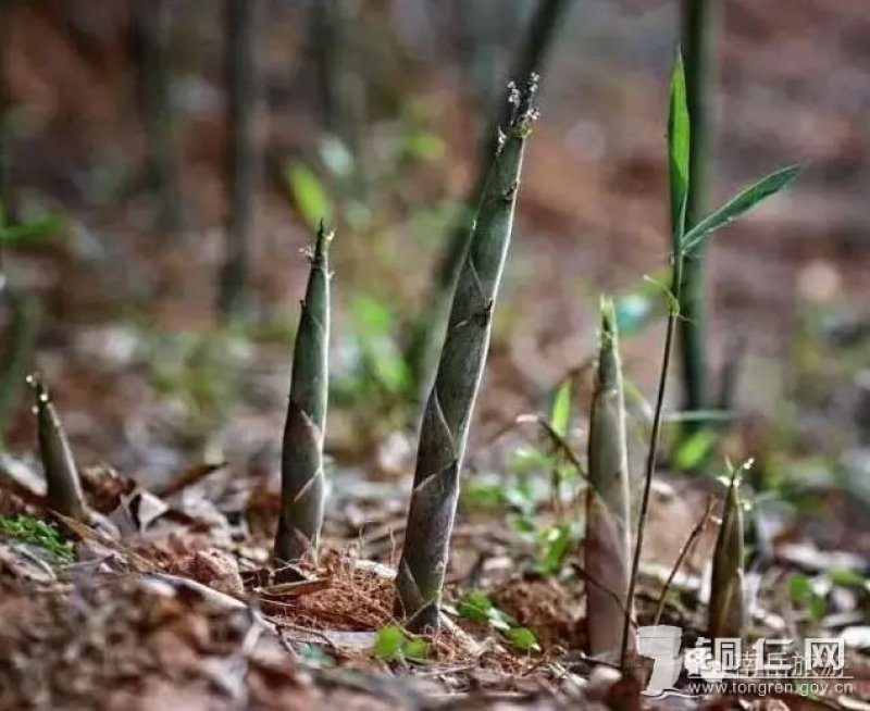 野生山竹笋