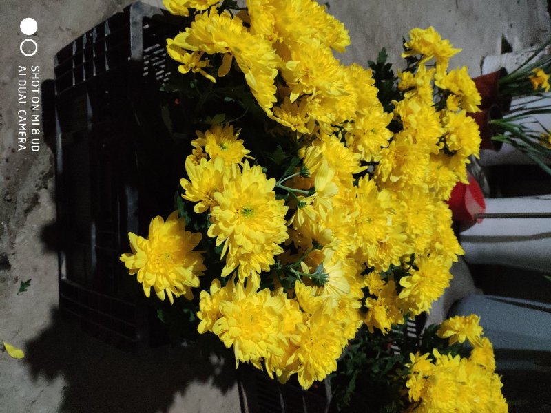 水晶菊、乒乓菊、寒菊、大菊等，有现货哦！