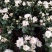 水晶菊、乒乓菊、寒菊、大菊等，有现货哦！