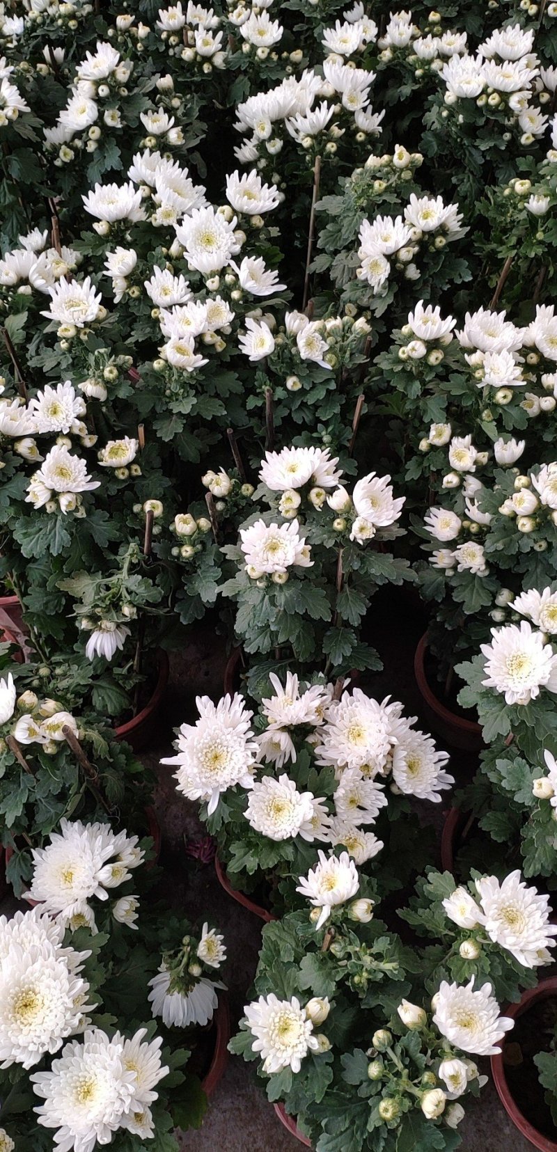 水晶菊、乒乓菊、寒菊、大菊等，有现货哦！