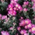 水晶菊、乒乓菊、寒菊、大菊等，有现货哦！