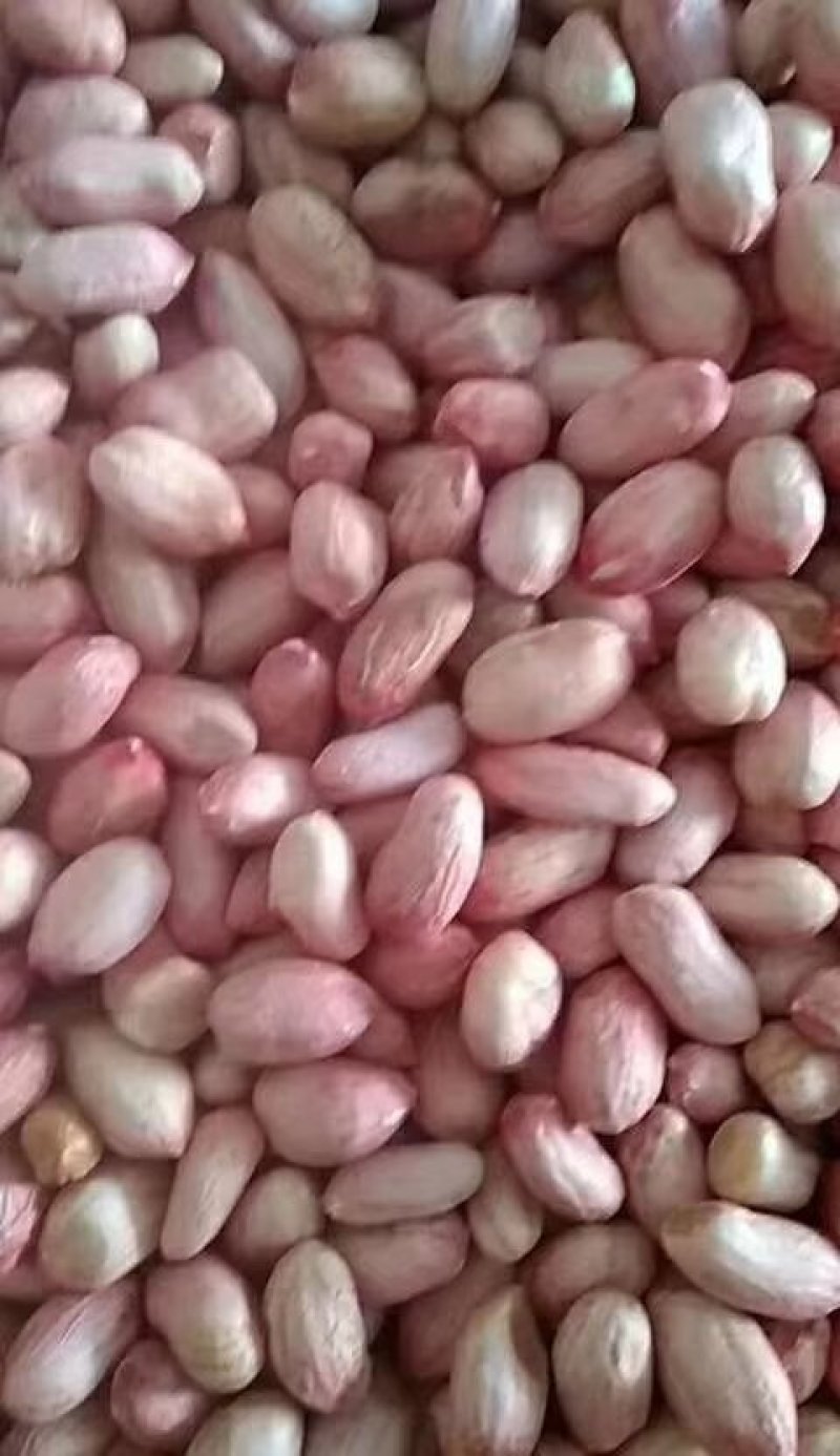 白沙花生米批发，冷库货8个的筛上精品，产地直发，