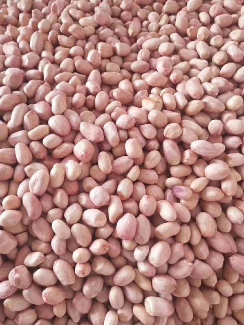 白沙花生米批发，冷库货8个的筛上精品，产地直发，