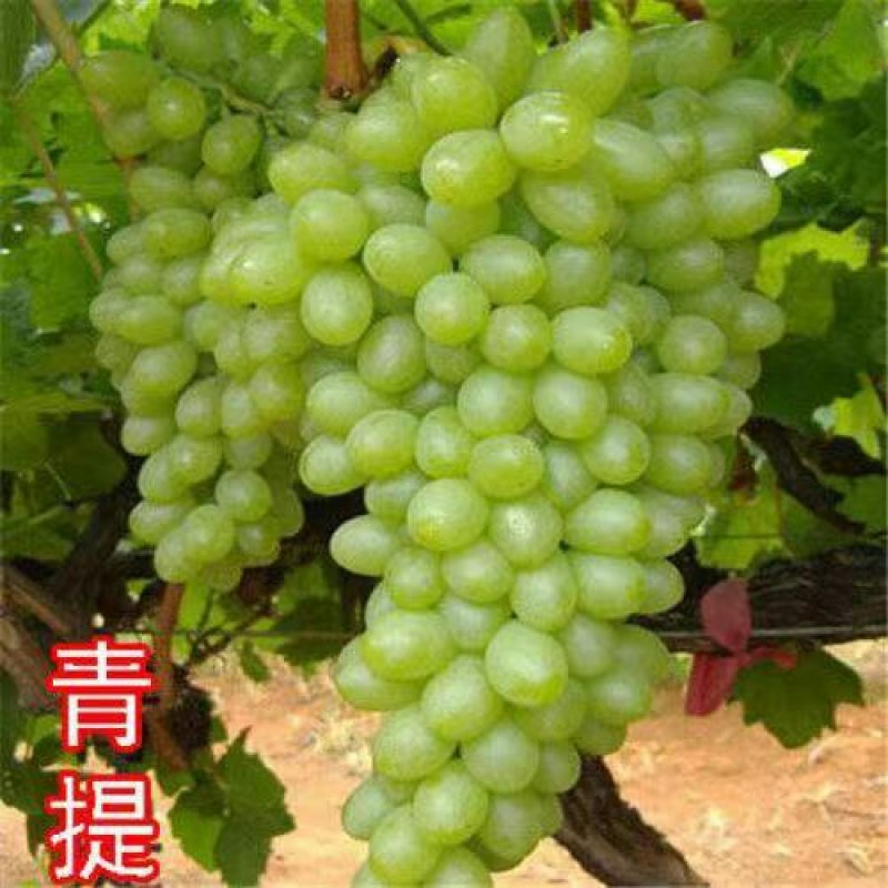美国甜蜜蓝宝石葡萄苗葡萄树苗果树苗盆栽地栽爬藤葡萄苗嫁接