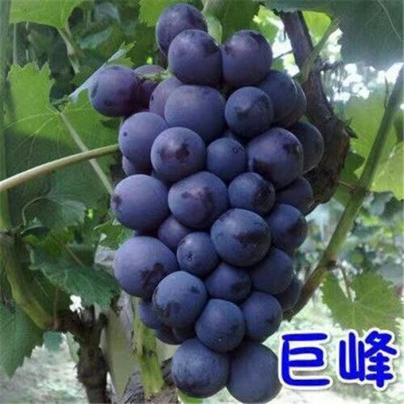 美国甜蜜蓝宝石葡萄苗葡萄树苗果树苗盆栽地栽爬藤葡萄苗嫁接