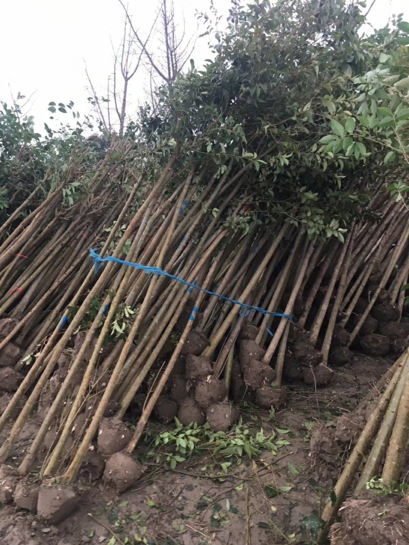 大叶女贞工程苗10公分，精品大叶女贞各种规格大量供应