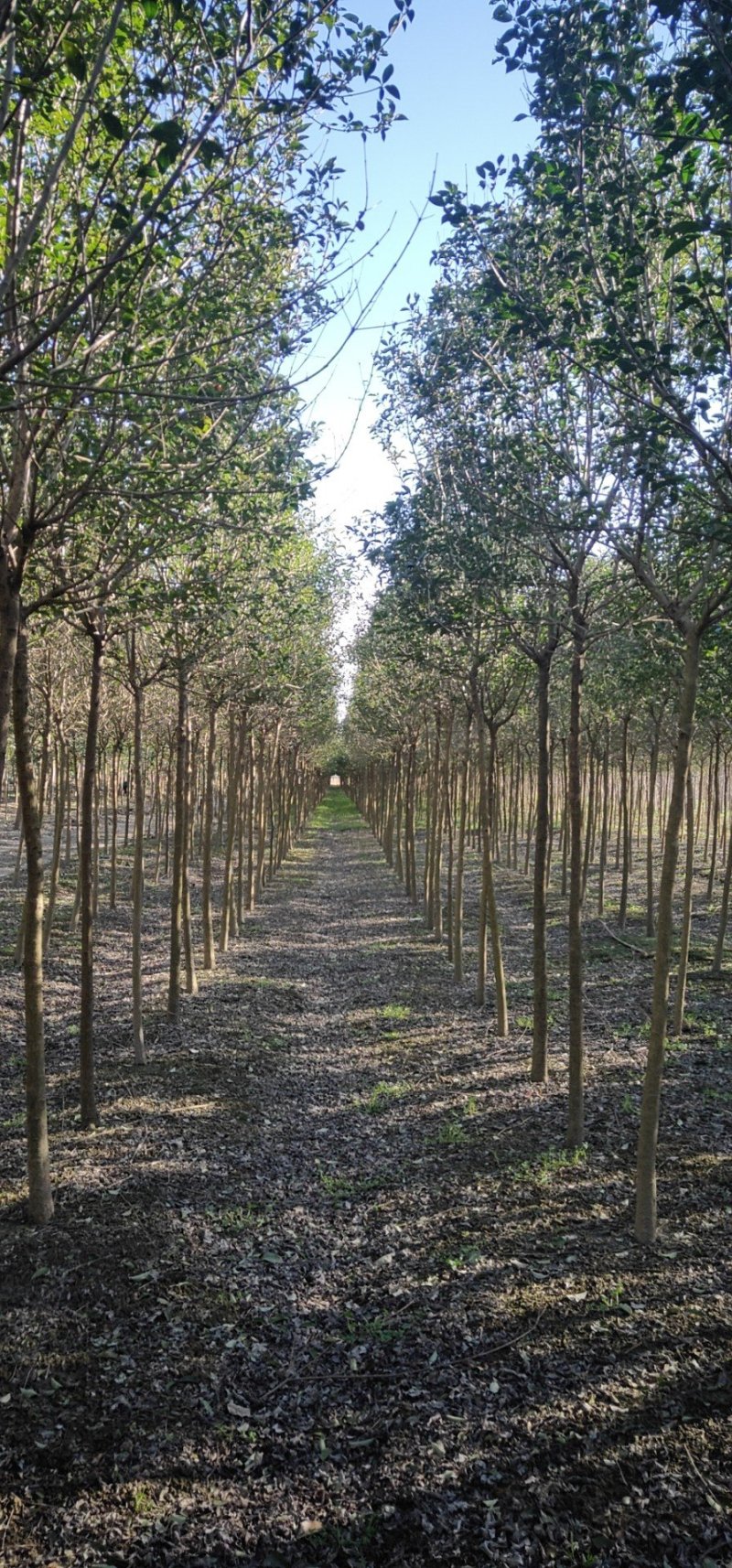 大叶女贞工程苗10公分，精品大叶女贞各种规格大量供应
