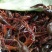 盱眙小龙虾789规格红虾青红虾