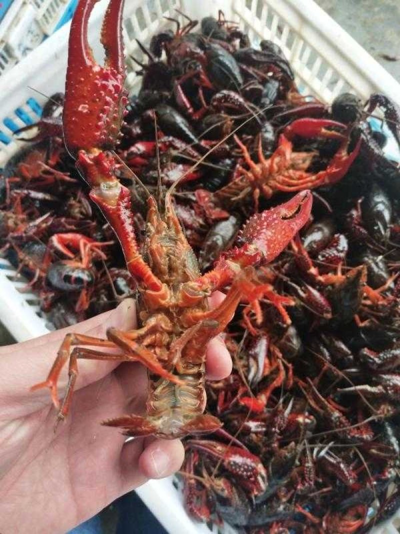 盱眙小龙虾789规格红虾青红虾