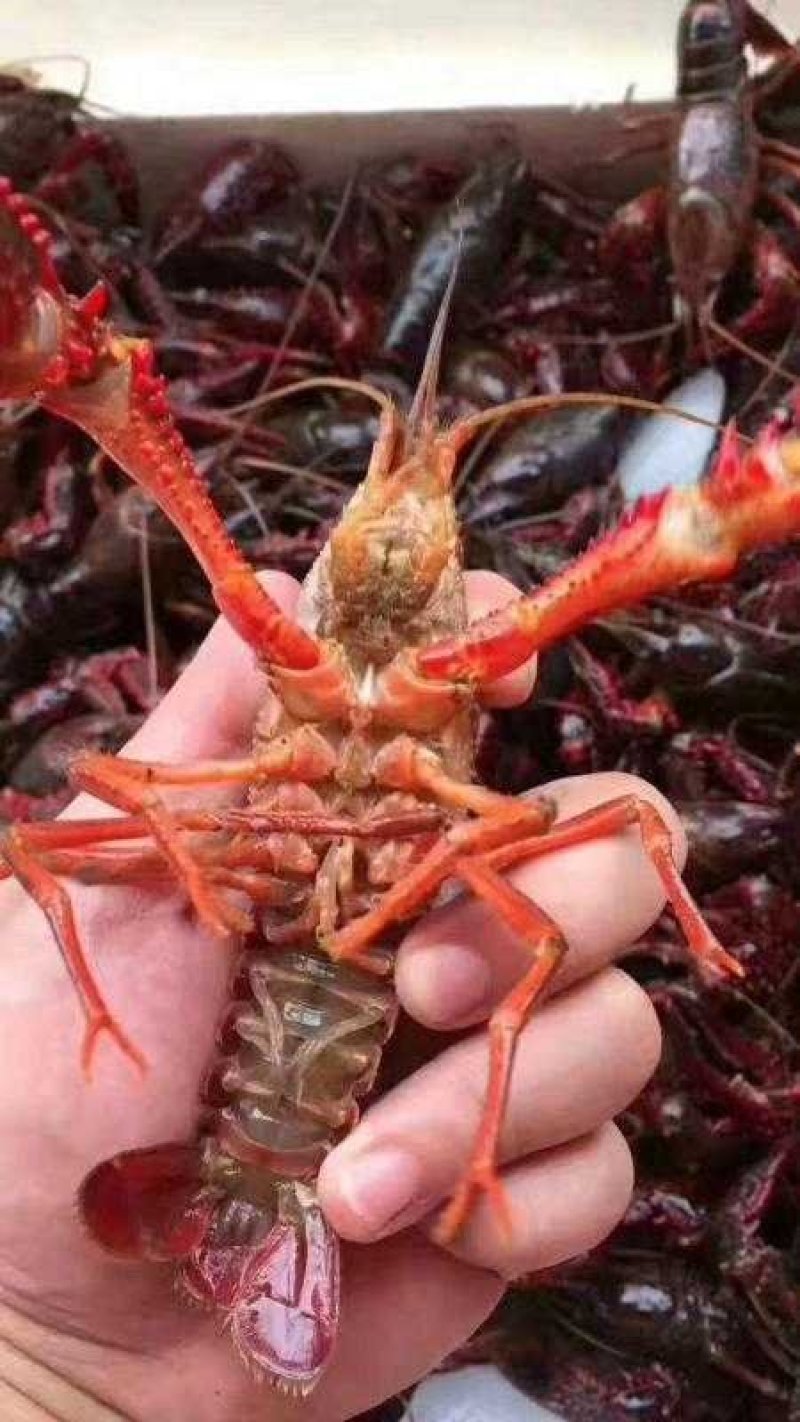 盱眙小龙虾789规格红虾青红虾