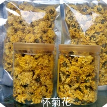 河南温县怀菊花