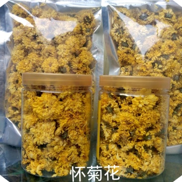 河南温县怀菊花