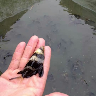 鱼苗出售